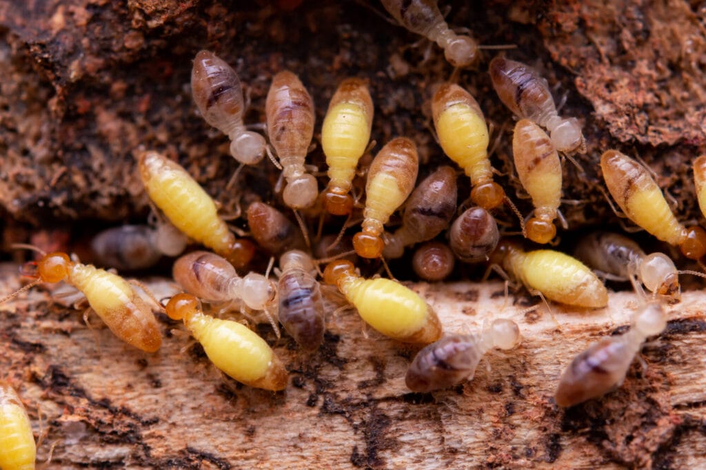 Termite control and treatment services at a Collegeville property