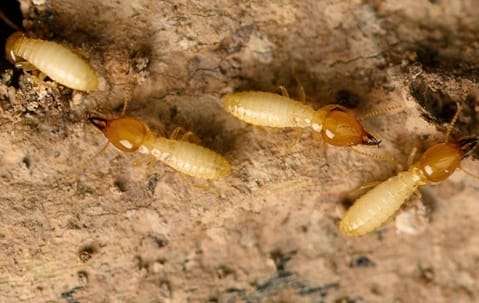 Termite control and treatment services at a Collegeville property