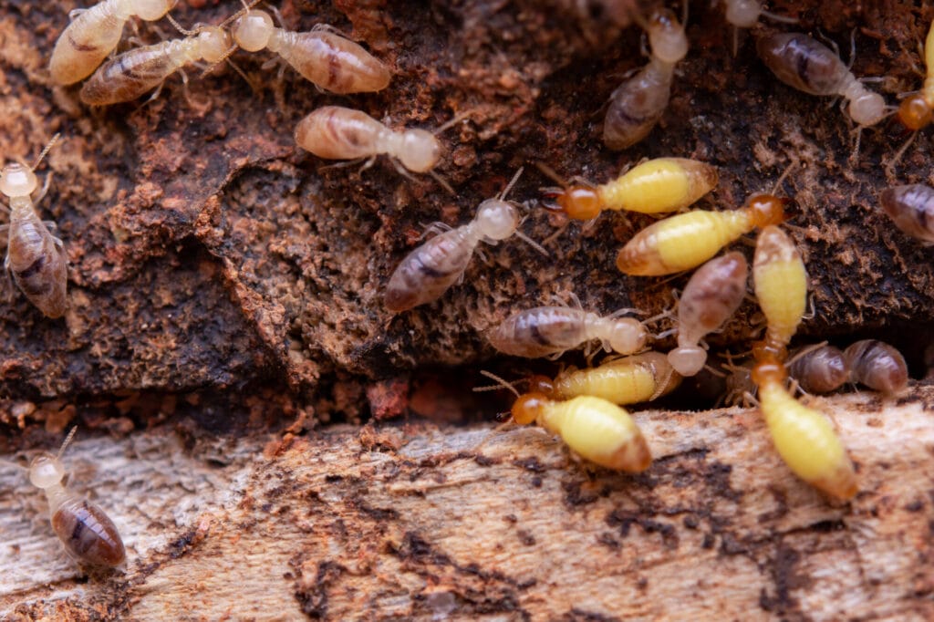 Termite activity in outdoor wood or soil illustrating termite season in Collegeville
