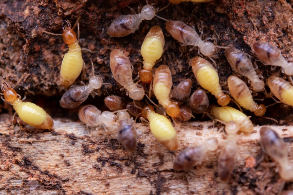 Termite swarm near a home illustrating signs of termite activity in Collegeville