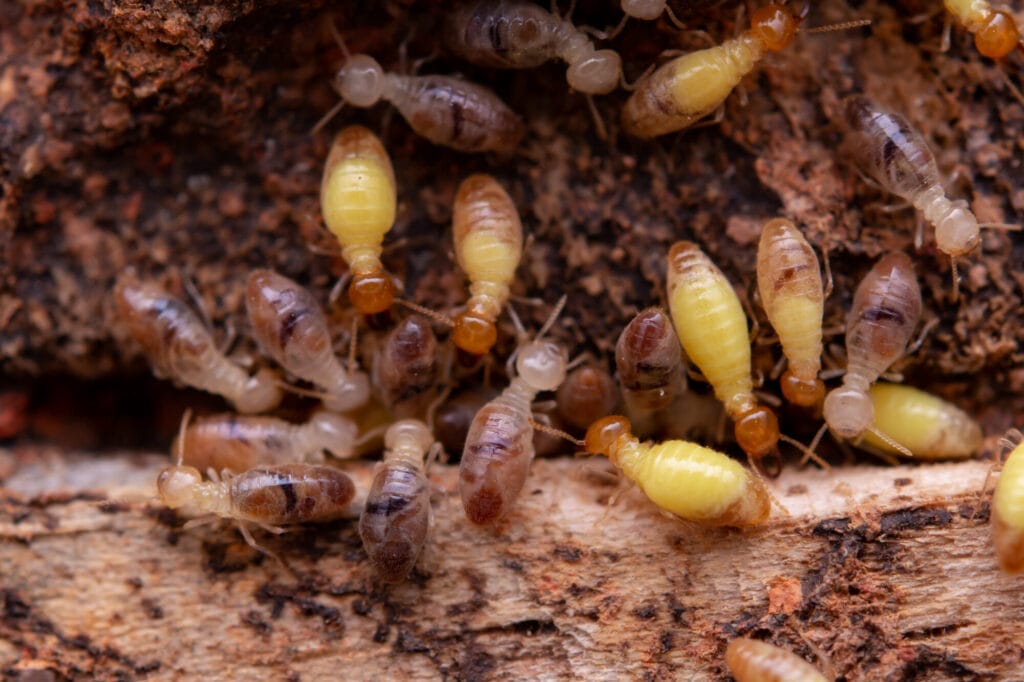Close-up of termites illustrating termite identification and prevention strategies