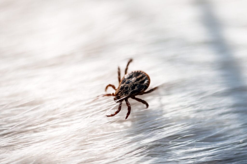 Protecting yourself from ticks and tick prevention in outdoor Collegeville areas