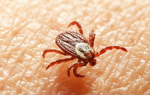 Protecting yourself from ticks and tick prevention in outdoor Collegeville areas