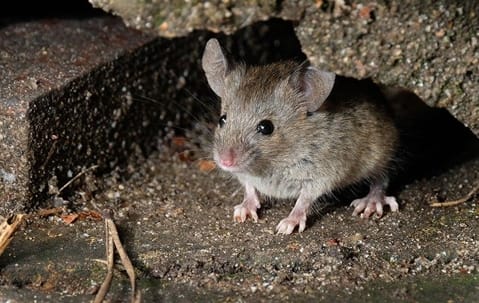 Rodent control setup showing traps and exclusion methods around a Collegeville home