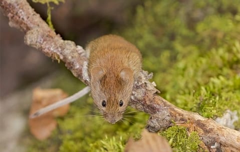 Vole control and prevention techniques in a Collegeville yard