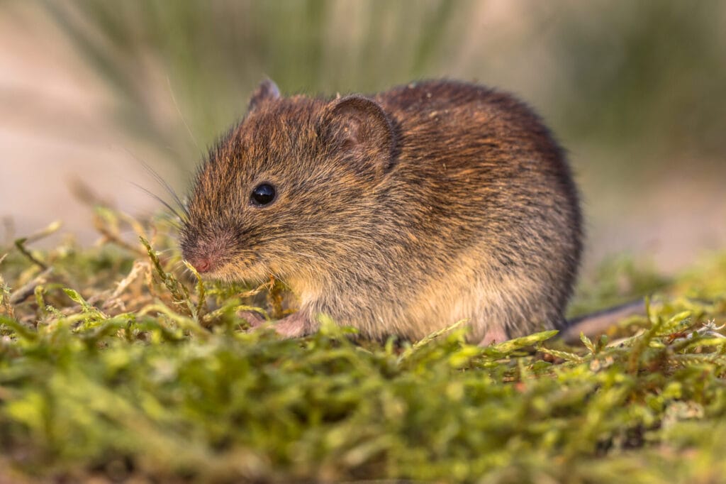 Vole prevention and control techniques in a Collegeville yard