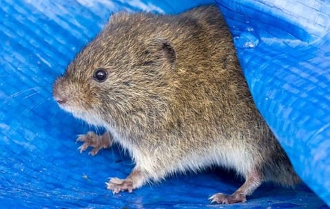 Vole prevention and control techniques in a Collegeville yard