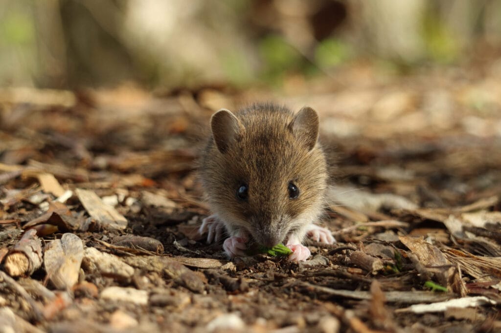 Voles in a yard illustrating why voles are attracted to Collegeville properties