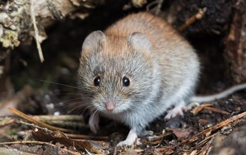 Voles in a yard illustrating why voles are attracted to Collegeville properties
