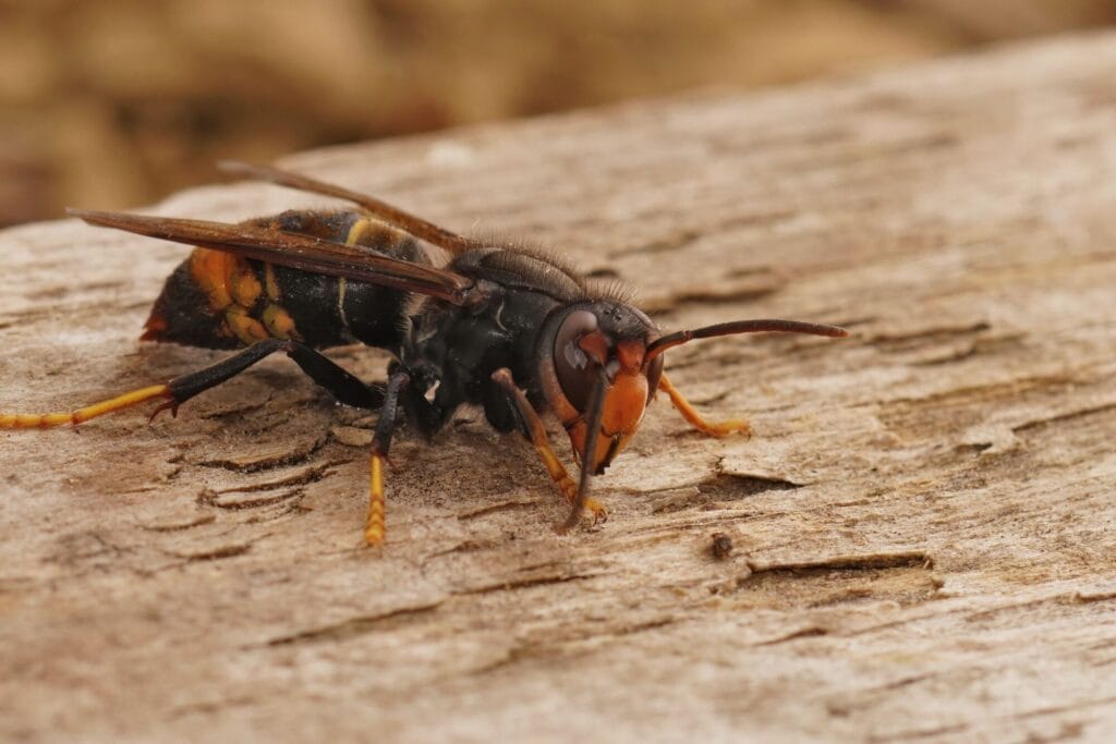 Wasp prevention techniques around a home exterior to keep wasps away