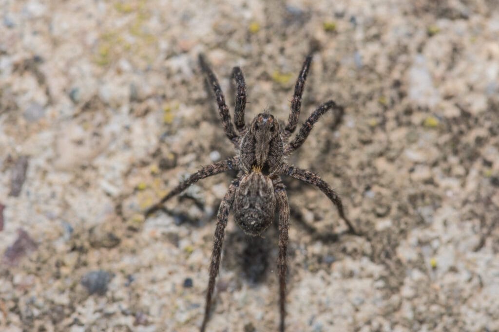 Wolf spider control and prevention around a home exterior