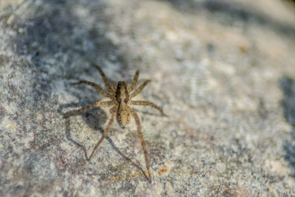 Wolf spider close‑up illustrating facts, prevention, and control of wolf spiders