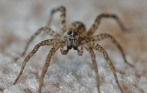 Wolf spider close‑up illustrating facts, prevention, and control of wolf spiders