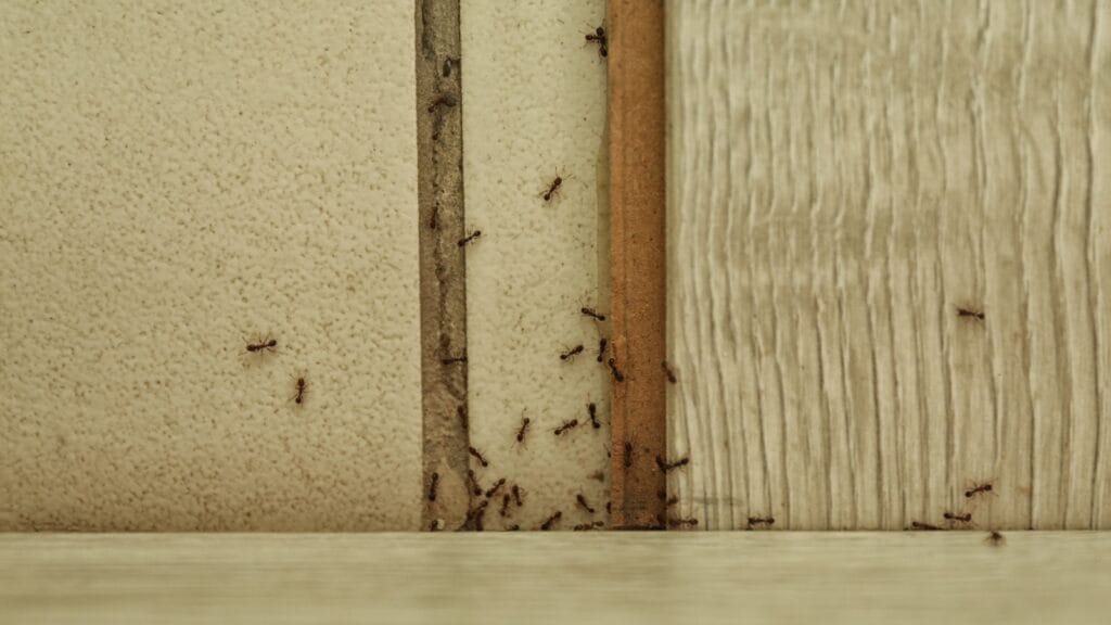 ant invade homes - featured image
