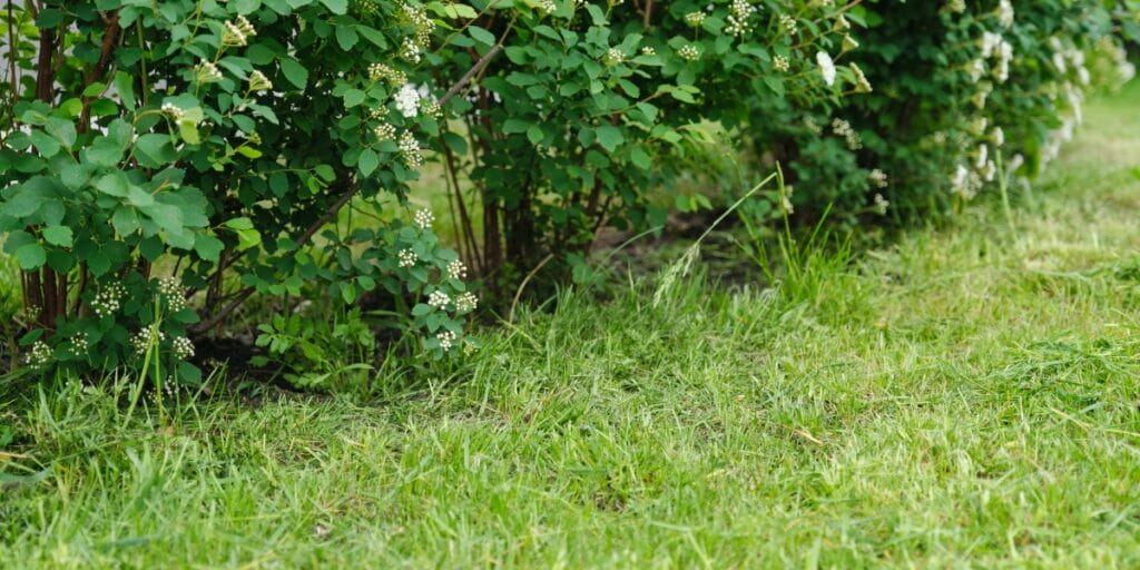 tick season - in text picture