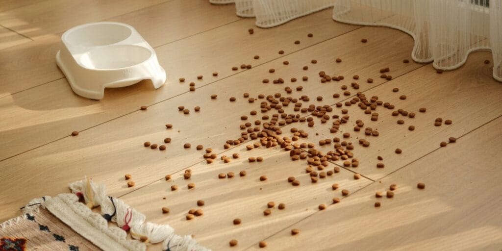 what draws ants into your home - featured image