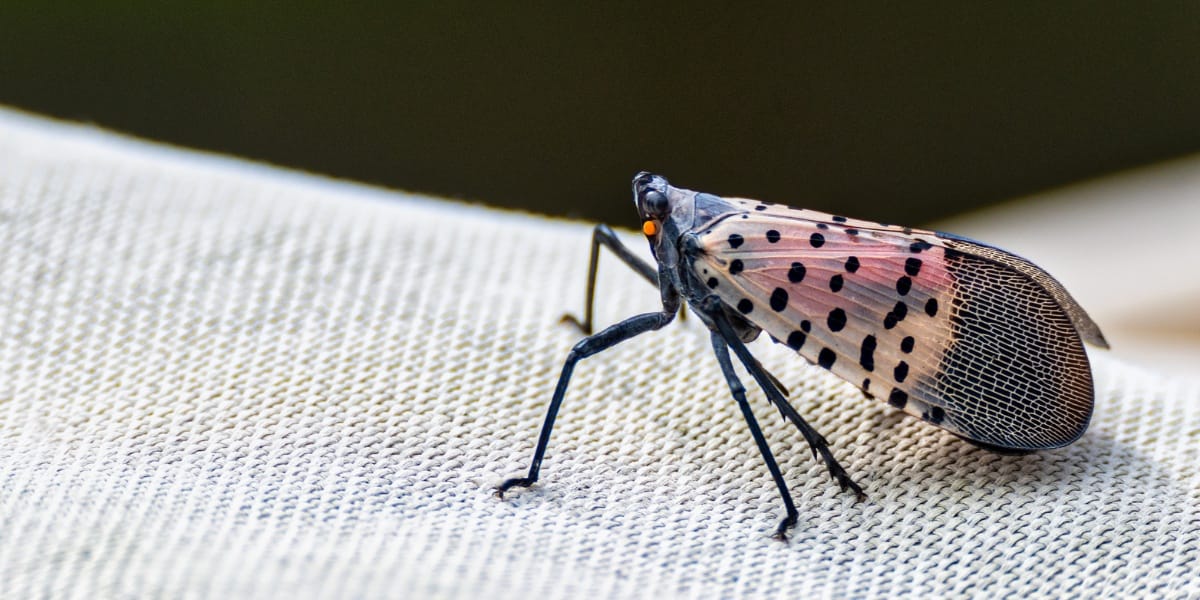 Spotted lanternfly infestation on ornamental plantings in Montgomery County, PA, a key regional pest addressed in Terra's IPM program
