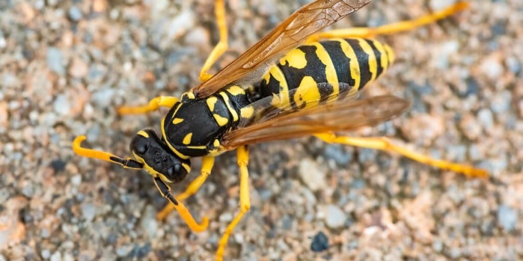 A black and yellow banded wasp with a narrow waist and folded wings rests on small gravel, photographed close up from above.