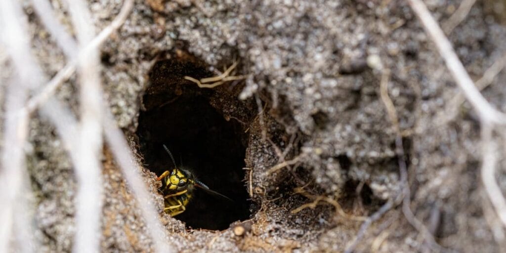 A yellow jacket wasp peers out from a dark hole in bare soil, surrounded by dry roots and twigs.