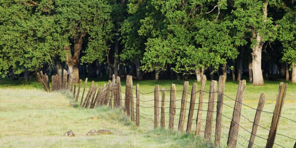 A wooden fence lines the edge between a mowed field and a dense stand of trees.