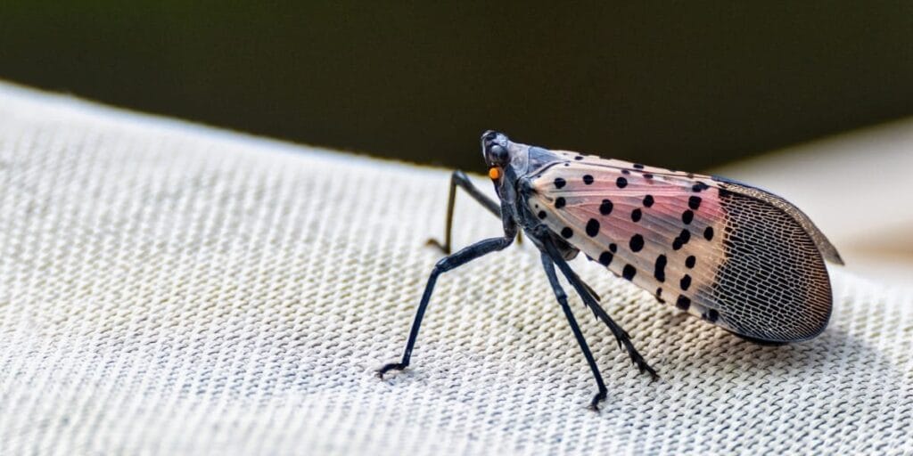 A spotted lanternfly with pink and black spotted wings rests on a light gray fabric surface.