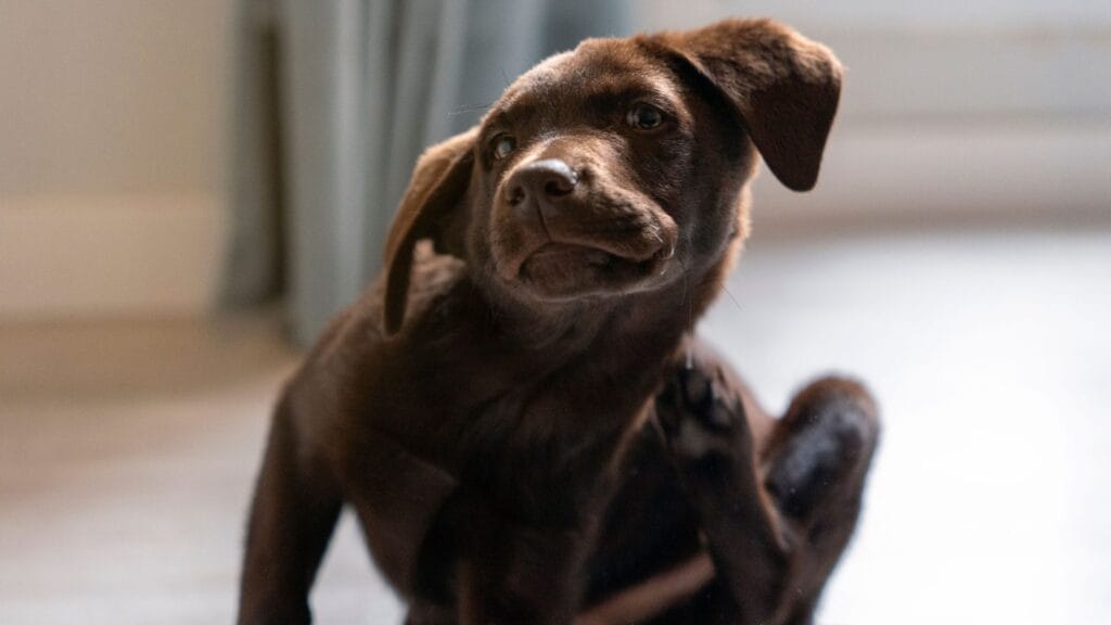 A brown Labrador puppy twisting around to scratch at its lower back with a hind paw while sitting on a light colored floor