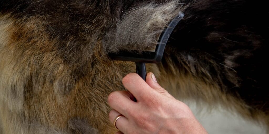 A hand wearing a ring runs a fine toothed metal comb through a dog's brown and white fur