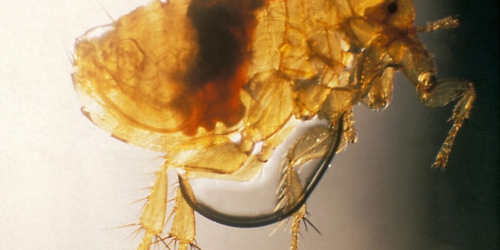 Close-up of a golden brown flea with a dark mass visible inside its translucent body and its legs and claws in sharp focus