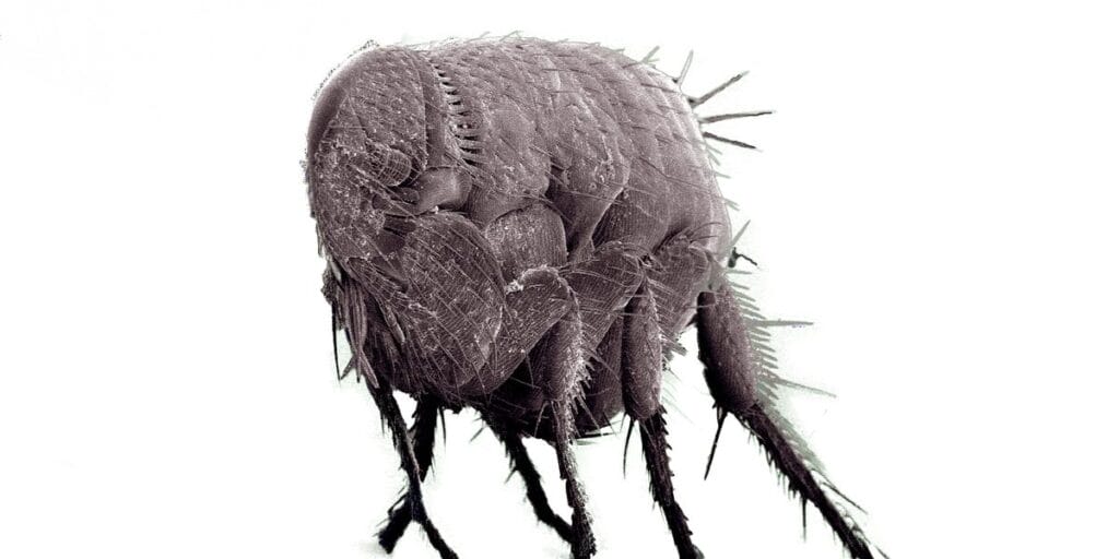 A magnified black and white close-up of a flea's spiky legs and armored body set against a plain background
