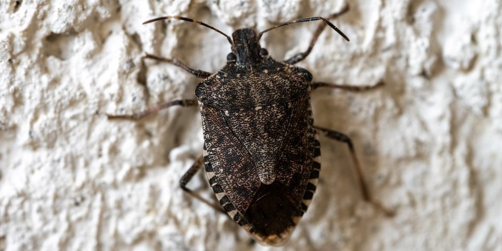 A close up of a brown marmorated stink bug with mottled gray and brown markings resting on a rough white stucco wall.