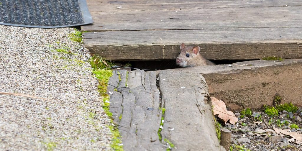 A mouse peeking out from a gap between weathered deck boards and a cracked concrete step, moss and dry leaves all around it.