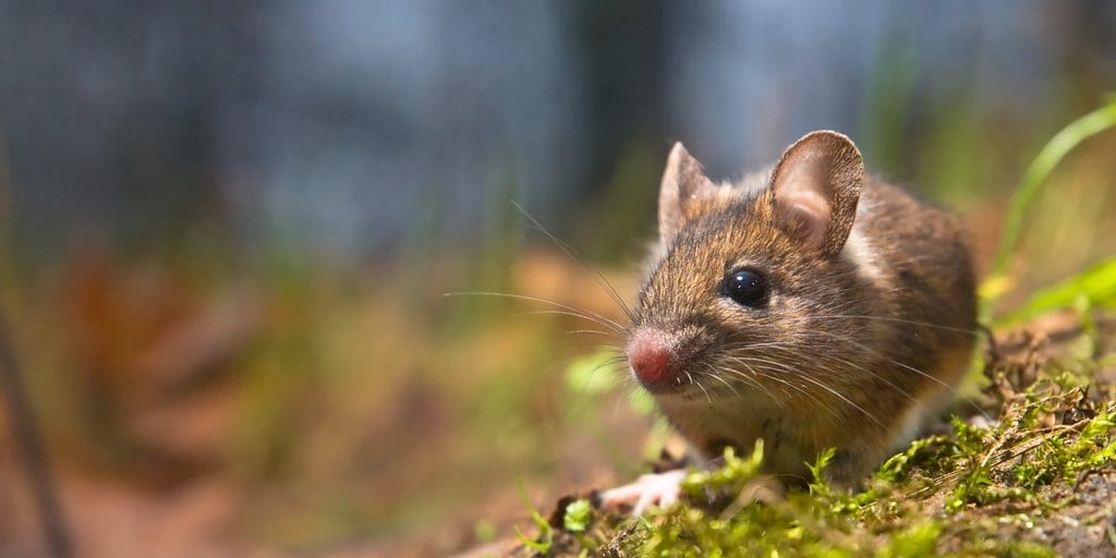 A brown mouse crouched on a patch of green moss with fallen leaves scattered around it, whiskers forward like it's about to move.