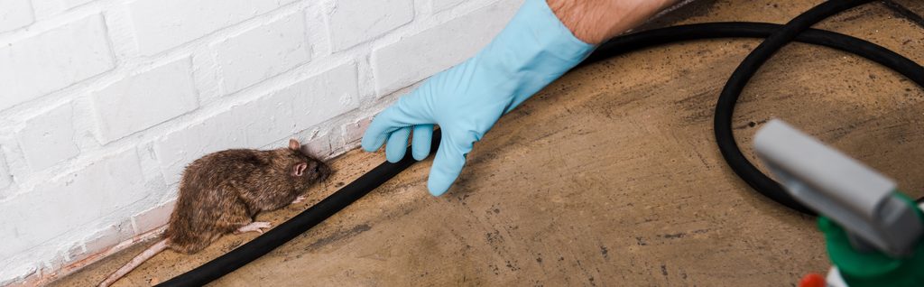 A gloved hand reaching toward a rat pressed against a brick wall next to a black pipe running along the floor.