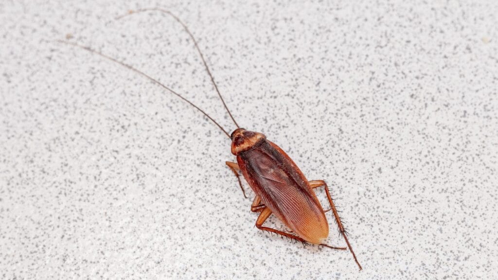 A single reddish-brown cockroach with long antennae walks across a pale speckled floor.